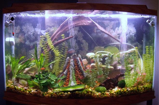46 gallons freshwater fish tank (mostly fish and non-living decorations) - My Awesome Tank
