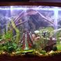 46 gallons freshwater fish tank (mostly fish and non-living decorations) - My Awesome Tank