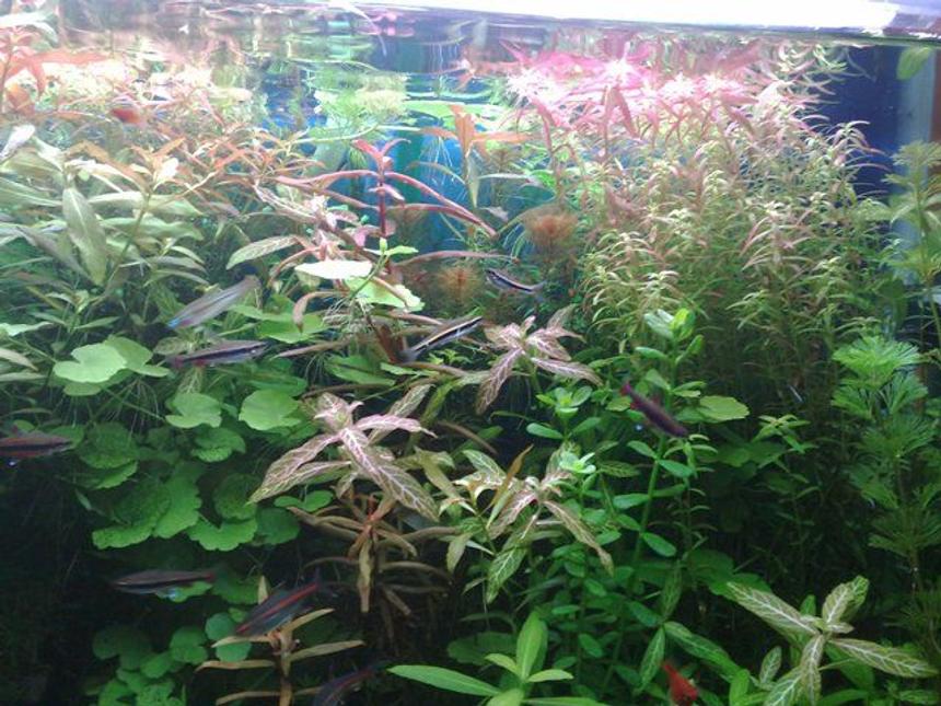Rated #97: 125 Gallons Planted Tank - .