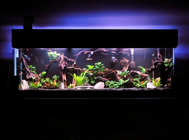 125 gallons freshwater fish tank (mostly fish and non-living decorations) - I have gotten lost in this magical place MANY a night.

On a side note, If you try to enlarge this picture or use the magnifier it gets very grainy. I have never had this problem before with any of my past entries. If someone knows how to fix this issue that would be fantastic.