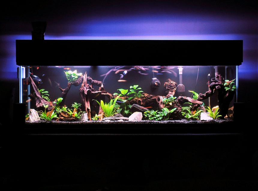 Rated #2: 125 Gallons Freshwater Fish Tank - I have gotten lost in this magical place MANY a night.

On a side note, If you try to enlarge this picture or use the magnifier it gets very grainy. I have never had this problem before with any of my past entries. If someone knows how to fix this issue that would be fantastic.