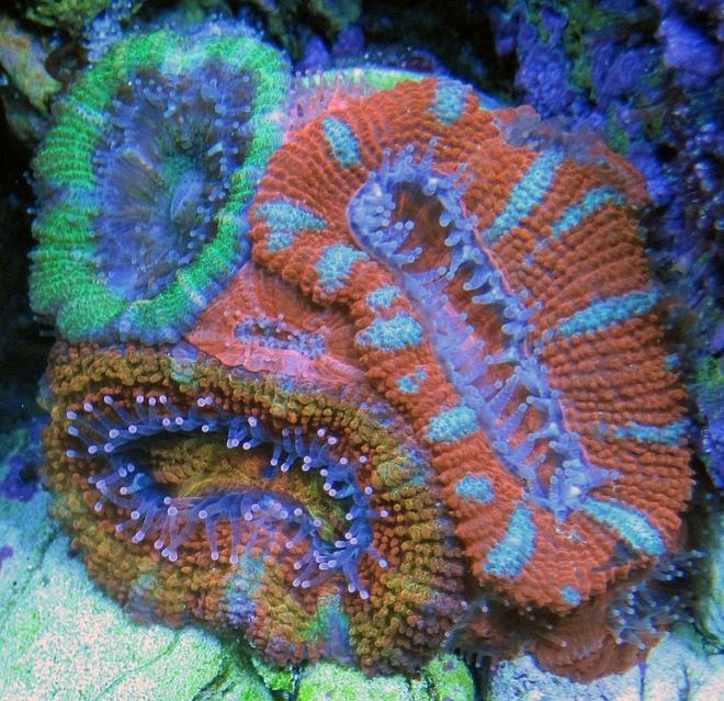 corals inverts - acanthastrea lordhowensis - lordhowensis coral stocking in 240 gallons tank - Various Acans