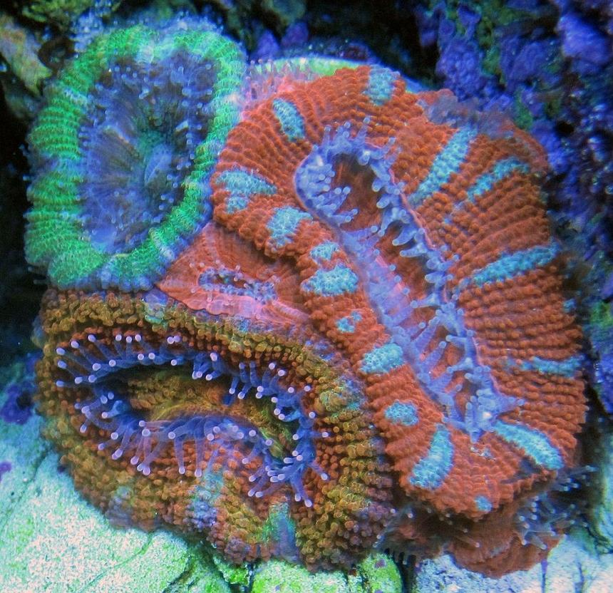 Rated #1: Corals Inverts - Acanthastrea Lordhowensis - Lordhowensis Coral Stocking In 240 Gallons Tank - Various Acans