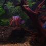 freshwater fish - aulonocara nyassae var. - peacock cichlid, orange blossom stocking in 120 gallons tank - My ob Peacock!