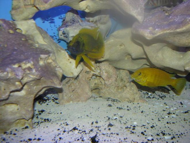 freshwater fish - labidochromis caeruleus - electric yellow cichlid stocking in 92 gallons tank - Yellow Lab & Lemon Jake