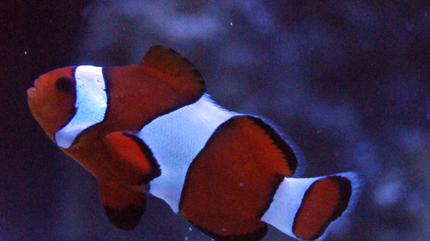 saltwater fish - amphiprion ocellaris - ocellaris clownfish stocking in 100 gallons tank - my clown 