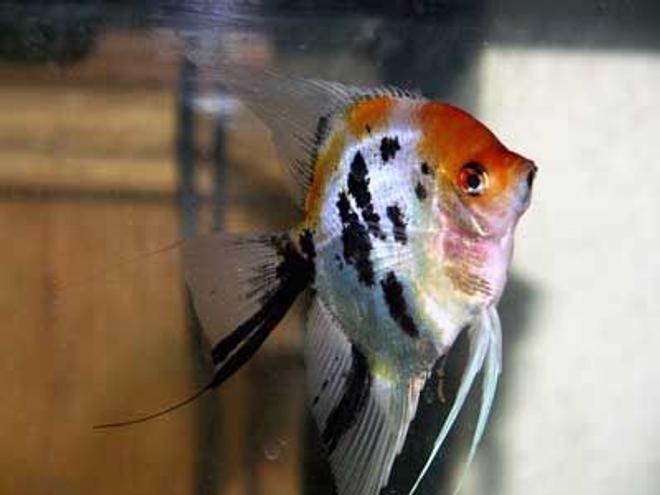 freshwater fish - pterophyllum sp. - koi angel stocking in 43 gallons tank - Koi Angelfish, 1 of my many breeding pairs