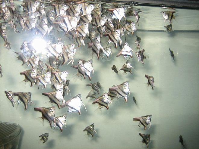 freshwater fish - pterophyllum sp. - blue angelfish stocking in 43 gallons tank - young feeding