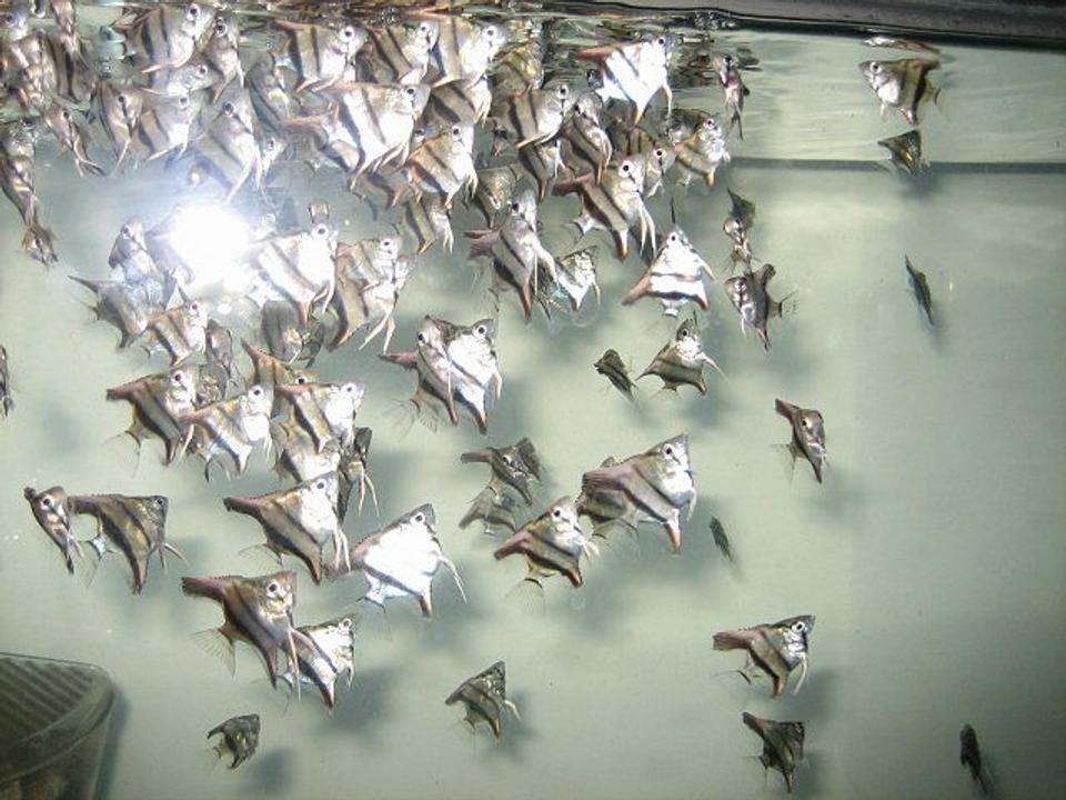 freshwater fish - pterophyllum sp. - blue angelfish stocking in 43 gallons tank - young feeding