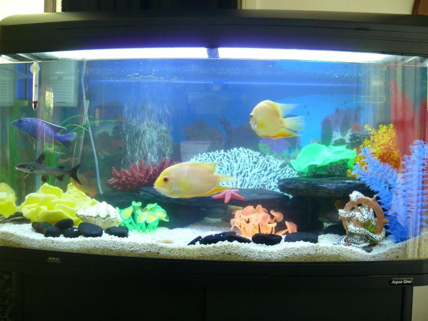 Rated #182: Freshwater Fish Tank - Aqua One 980, 4 ft, built in filter and lights, AO heater, AO air pump, crushed shell substrate, caves made from black volcanic beach rocks and various fake corals.