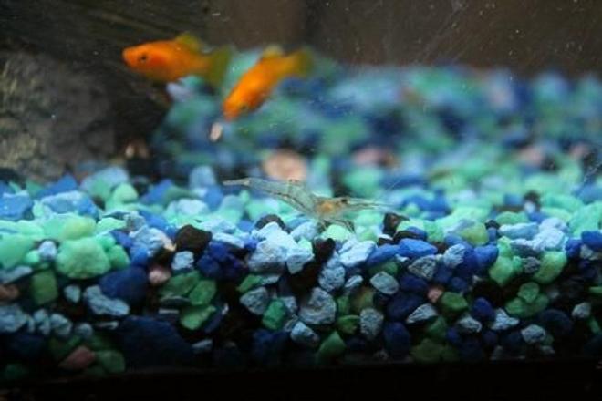 corals inverts - paleomonetes sp. - ghost shrimp stocking in 35 gallons tank - Ghost Shrimp