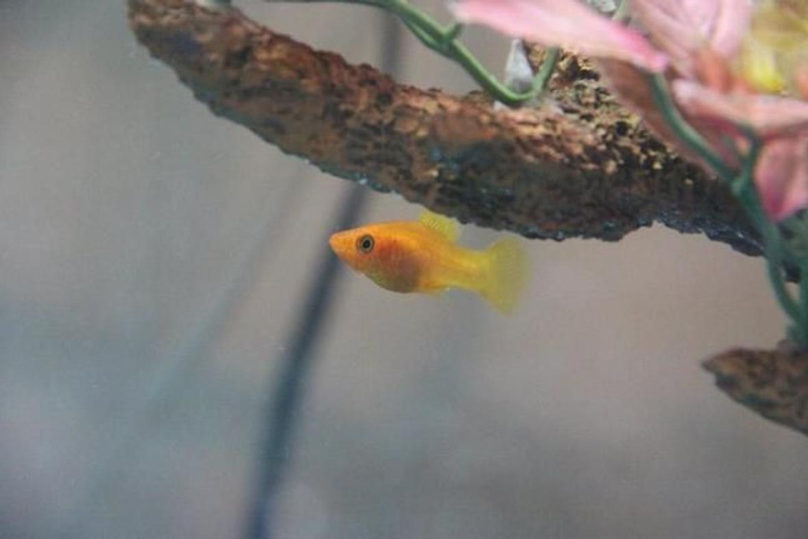 freshwater fish - xiphophorus maculatus - platy stocking in 35 gallons tank - Platy