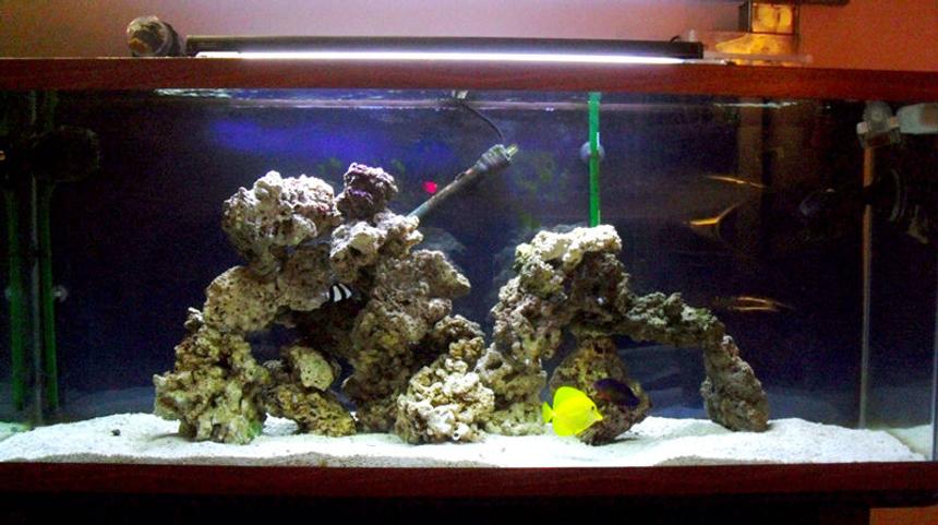 Rated #11: 55 Gallons Saltwater Fish Tank - 55 gallon saltwater aquarium