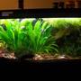 100 gallons planted tank (mostly live plants and fish) - 1-17-11