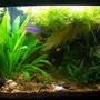 fish tank picture - 1-17-11