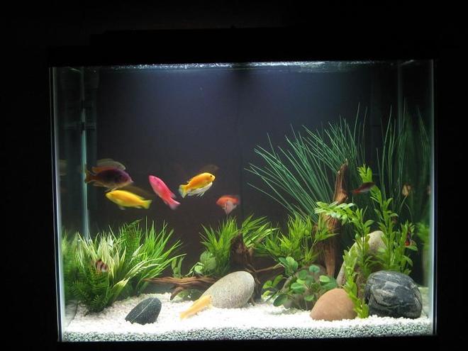 56 gallons freshwater fish tank (mostly fish and non-living decorations) - 56 Gal Column