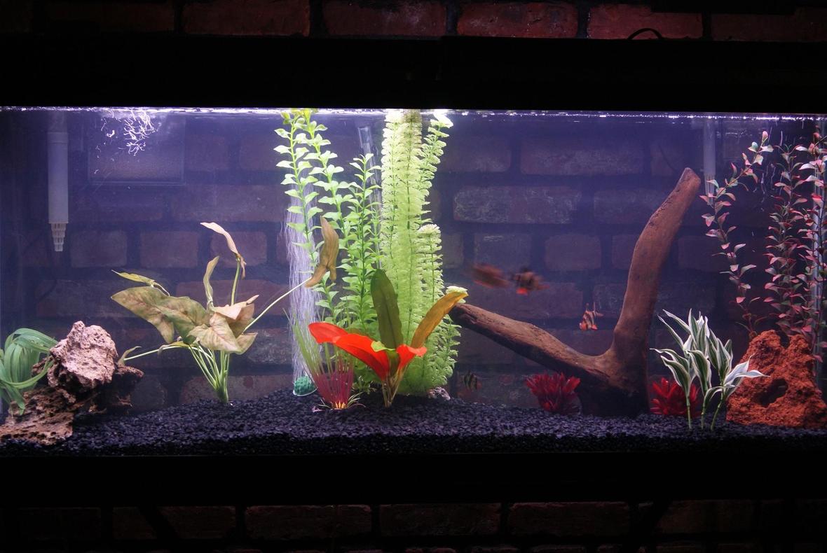 55 gallons freshwater fish tank (mostly fish and non-living decorations) - artificial plants 5 tiger barbs, 1clown loach, 1 rainbow shark