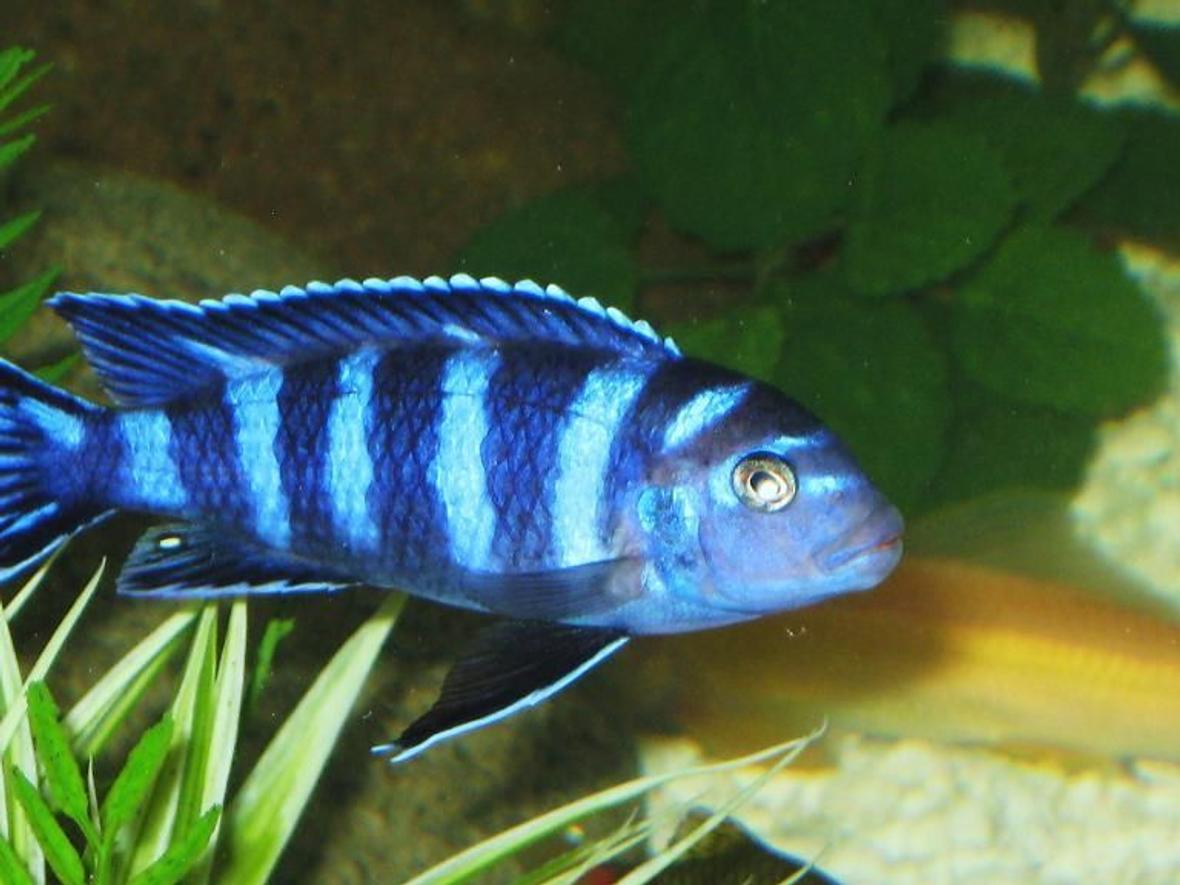 freshwater fish - pseudotropheus demasoni - demasoni cichlid stocking in 56 gallons tank - My young Ps. Demasoni (Pombo Rocks)