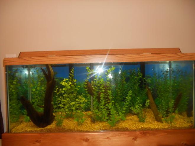 75 gallons planted tank (mostly live plants and fish) - 75 Gallon, densely planted, with large driftwood on left, medium driftwood in center, and two branches on right.  Home to 8 Convict Cichlids (3 pairs + 2 females).