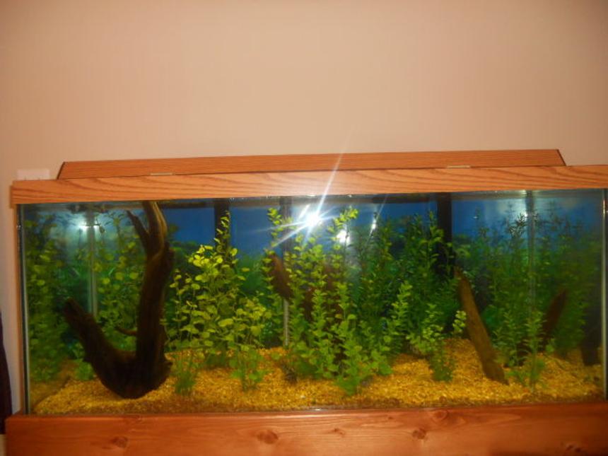 Rated #156: 75 Gallons Planted Tank - 75 Gallon, densely planted, with large driftwood on left, medium driftwood in center, and two branches on right.  Home to 8 Convict Cichlids (3 pairs + 2 females).