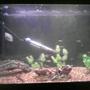 fish tank picture - My main 3ft Community Tank
