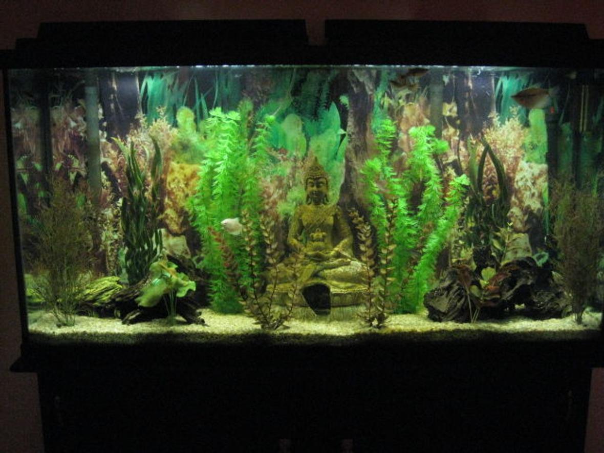 60 gallons freshwater fish tank (mostly fish and non-living decorations) - 60 gallon freshwater fish tank