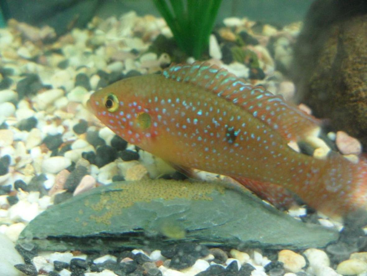 freshwater fish - hemichromis bimaculatus - jewel cichlid stocking in 150 gallons tank - Red forest jewel guarding eggs...