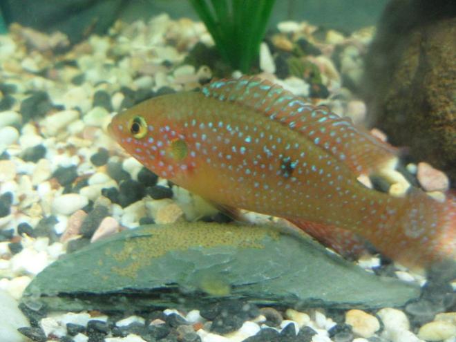 freshwater fish - hemichromis bimaculatus - jewel cichlid stocking in 150 gallons tank - Red forest jewel guarding eggs...