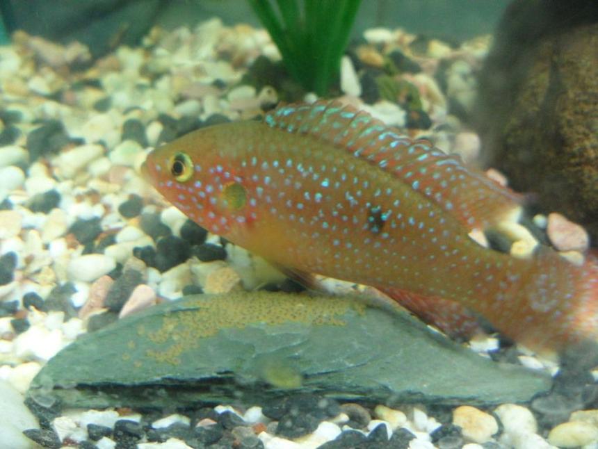 Rated #65: Freshwater Fish - Hemichromis Bimaculatus - Jewel Cichlid Stocking In 150 Gallons Tank - Red forest jewel guarding eggs...