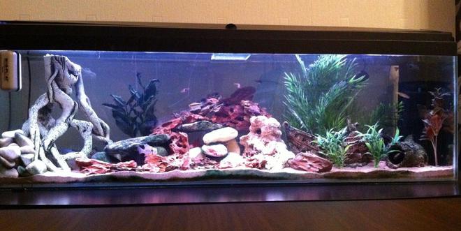 22 gallons freshwater fish tank (mostly fish and non-living decorations) - A 48" x 12" x 18" Freshwater tank that I have owned for just over 8 months now. Standard Daylight lighting on a timer which switches over to moonlight LED blue lights at the night time. Standard Fluval filtration pump and air bubbles.
A New layout for my tank. Wanted to incorporate a rock layout in the centre, Ive tried to achieve it as best as I can. The fish seem to like it. If you have any ideas or suggestions please leave a comment, Thanks for looking.