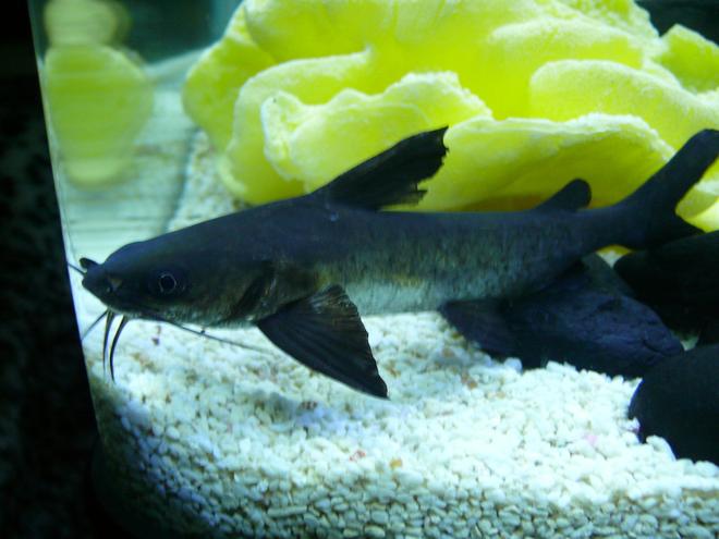 freshwater fish - arius leptaspis - salmontail catfish - Salmon Catfish.