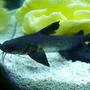 freshwater fish - arius leptaspis - salmontail catfish - Salmon Catfish.