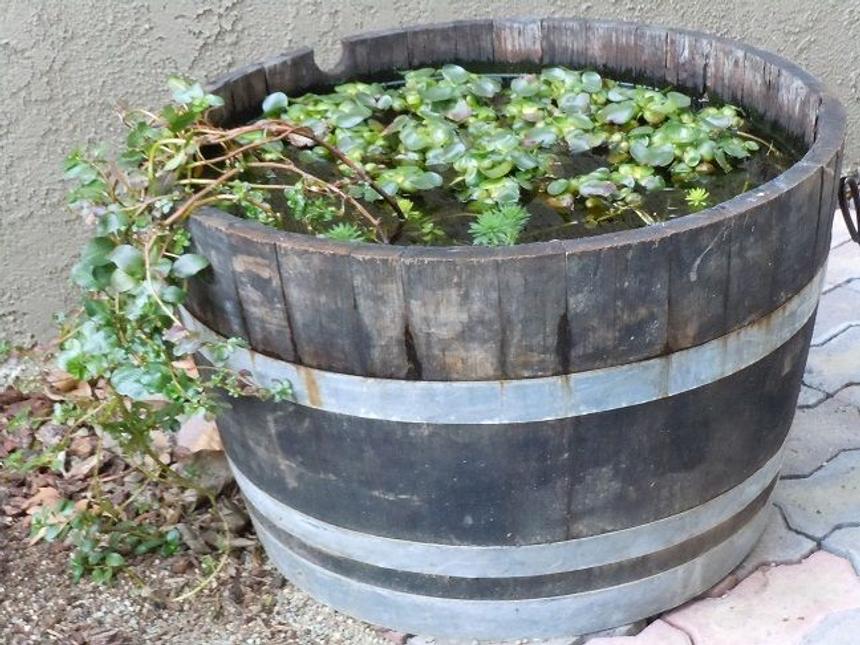 Rated #186: 35 Gallons Planted Tank - Half a whiskey barrel pond with water hyacinth, parrots feather, primrose creeper and anacharis