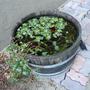 fish tank picture - Half a whiskey barrel pond with water hyacinth, parrots feather, primrose creeper and anacharis