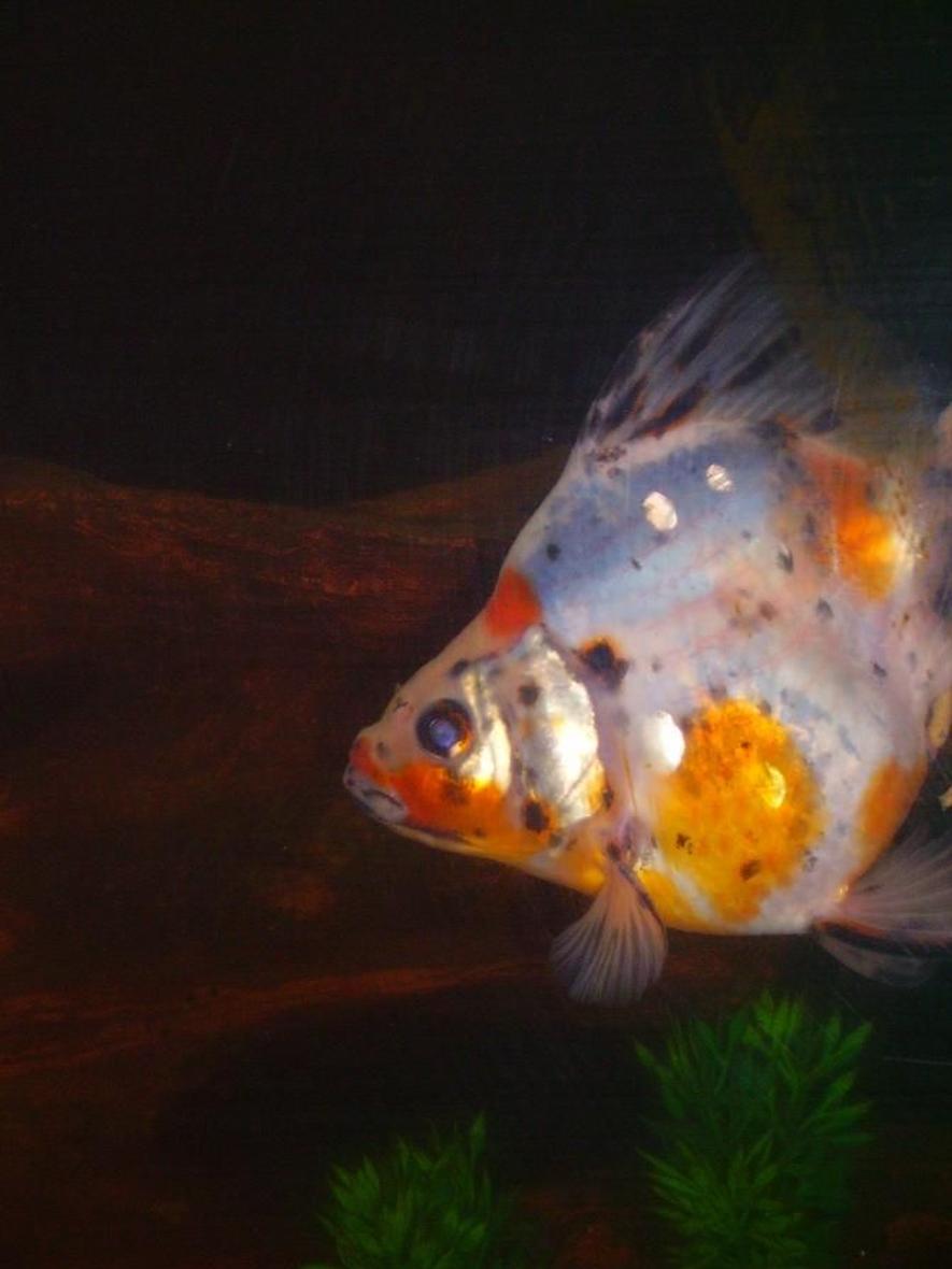 Rated #87: Freshwater Fish - Carassius Auratus - Calico Ryukin Goldfish Stocking In 35 Gallons Tank - My calico ryukin