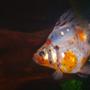 freshwater fish - carassius auratus - calico ryukin goldfish stocking in 35 gallons tank - My calico ryukin