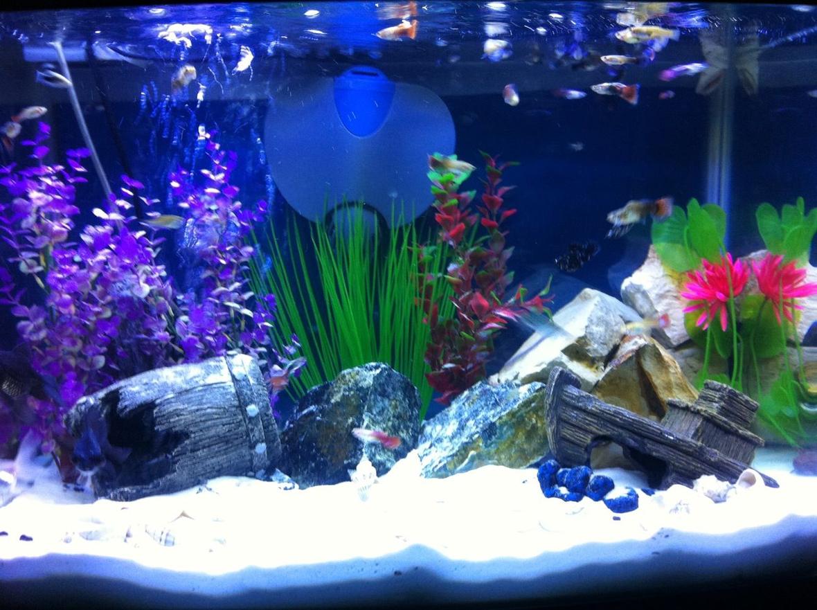 50 gallons freshwater fish tank (mostly fish and non-living decorations) - my tank blue marine bulb and tropical bulb effect together my other two pictures are of each bulb used seperatly :0)