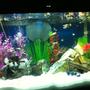 fish tank picture - my tank tropical bulb effect only