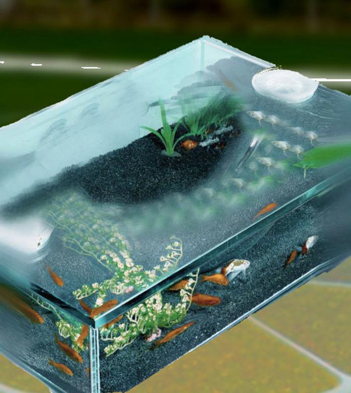 75 gallons planted tank (mostly live plants and fish) - First tank