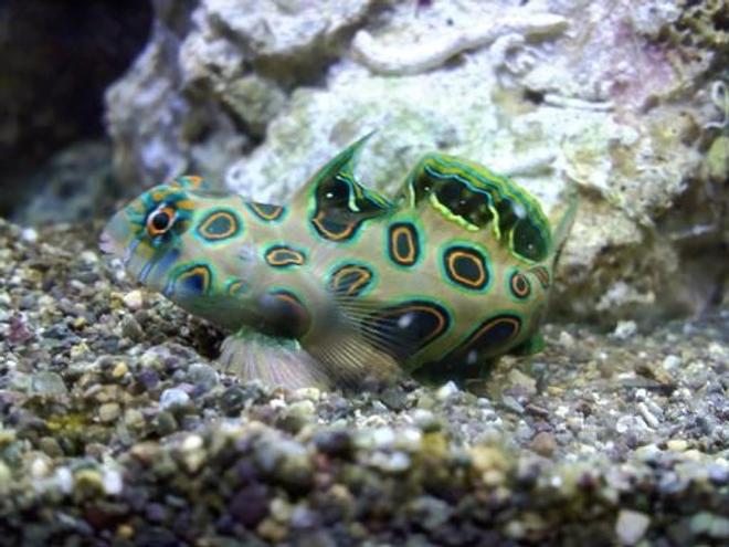 saltwater fish - synchiropus picturatus - spotted mandarin stocking in 75 gallons tank - target dragon