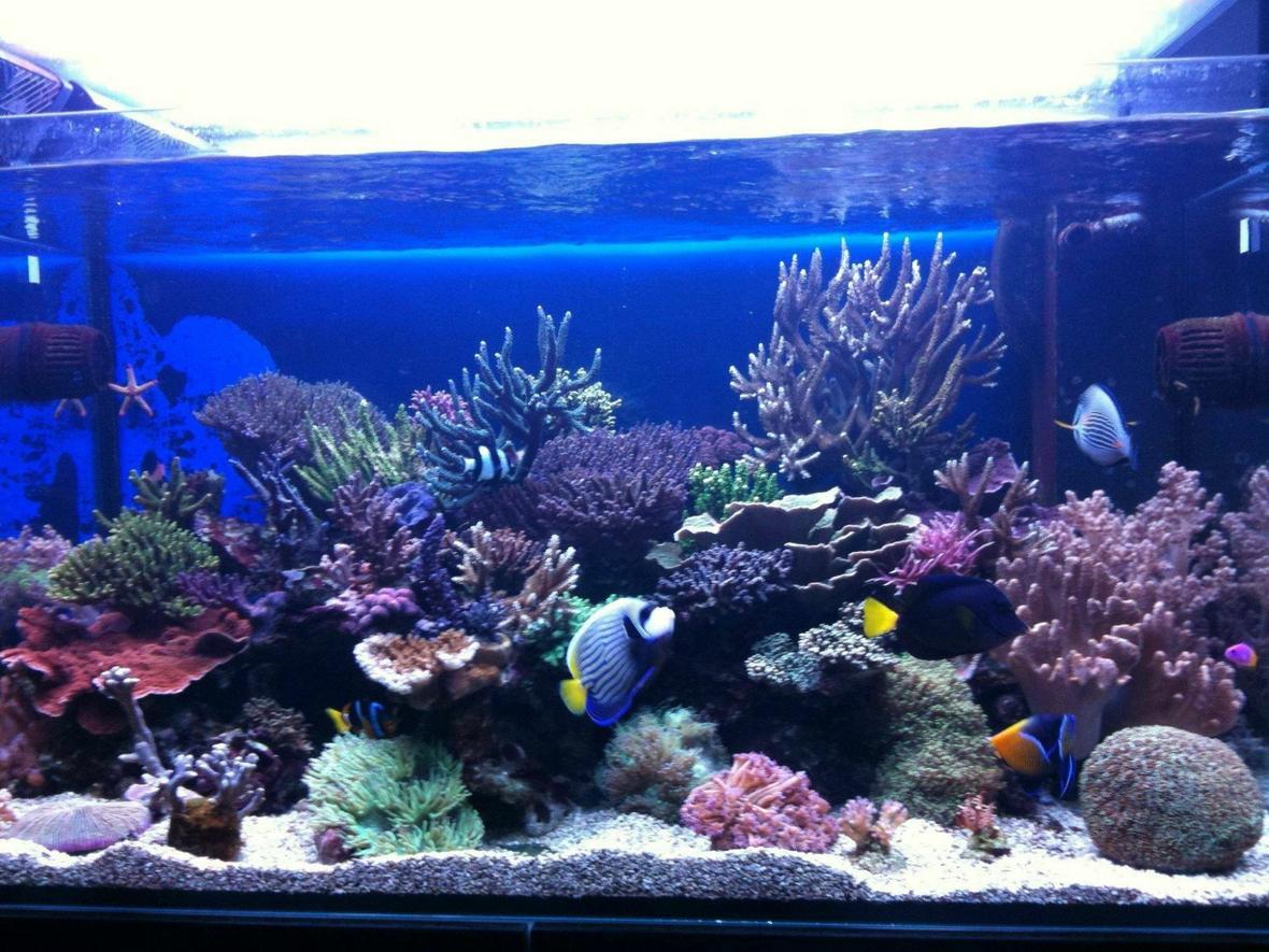 100 gallons reef tank (mostly live coral and fish) - front view