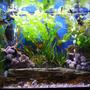 65 gallons planted tank (mostly live plants and fish) - 65 Gallon Planted Freshwater Community Tank