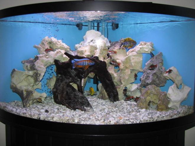 92 gallons freshwater fish tank (mostly fish and non-living decorations) - Updated tank and added a few more fish.