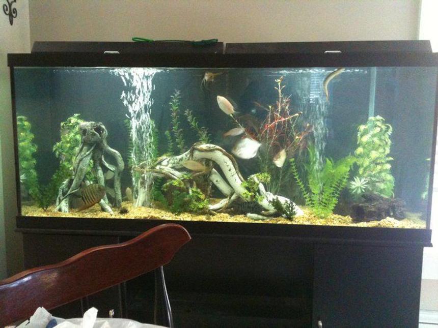 Rated #88: 120 Gallons Freshwater Fish Tank - Just redecorated it. Its still a tad cloudy, but its looking good.