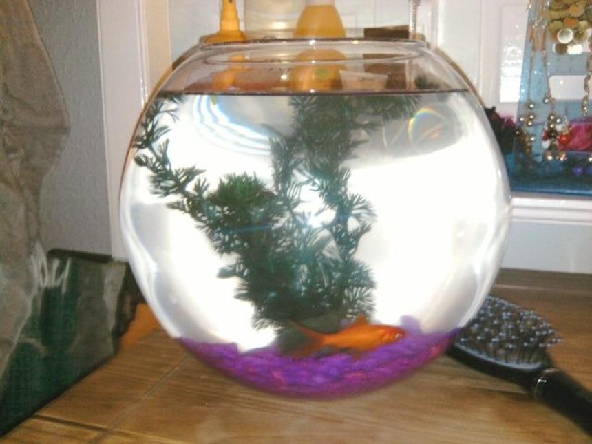 Rated #310: 1 Gallon Freshwater Fish Tank - My first plain and simple fish tank.