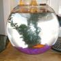 1 gallon freshwater fish tank (mostly fish and non-living decorations) - My first plain and simple fish tank.
