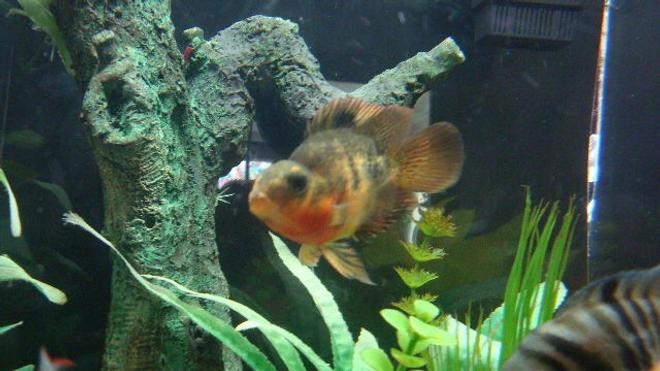 freshwater fish - heros severus x amphilophus citrinellum - blood parrot stocking in 150 gallons tank - parrot fish