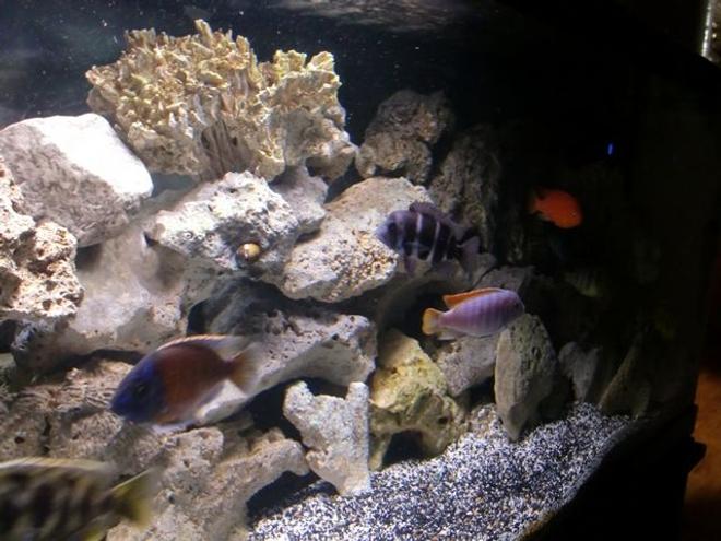 75 gallons freshwater fish tank (mostly fish and non-living decorations) - Before they sleep