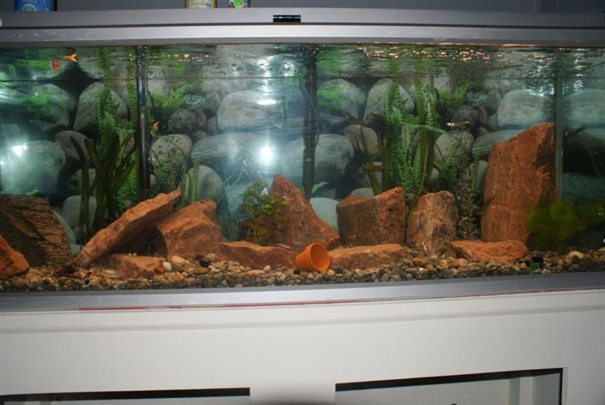 Rated #144: 75 Gallons Freshwater Fish Tank - 75 gallon tank...hard to fit in picture