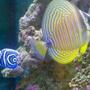 saltwater fish - zebrasoma desjardini - sailfin tang, desjardini stocking in 35 gallons tank - Best friends and posers: Nero, our Emperor Angel with Sylvia, an Indian Sailfin Tang.